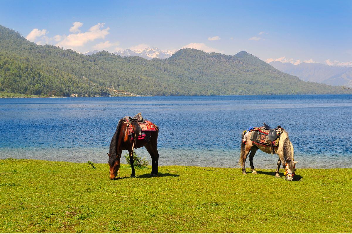 horses-grazing-beside-rara-lake
